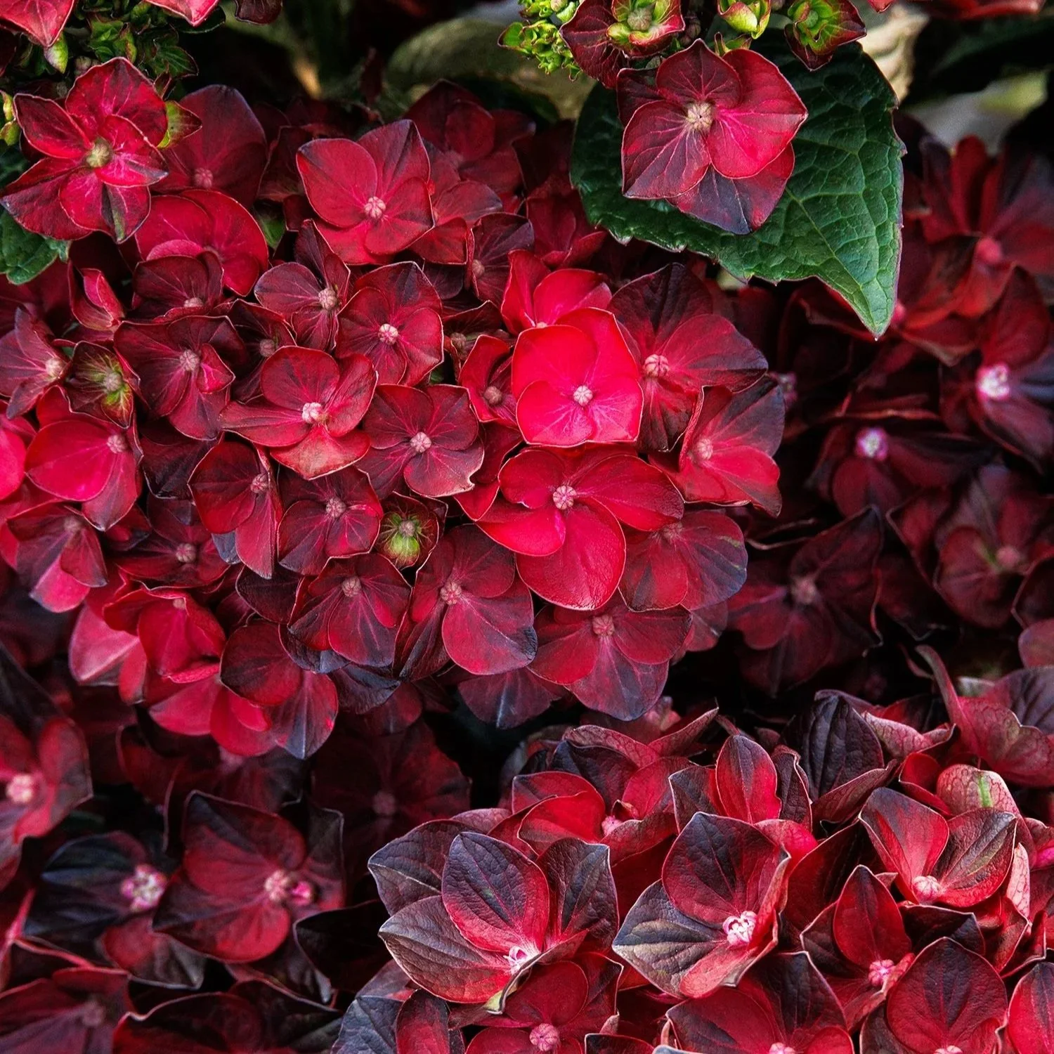 Monrovia_Centennia_Ruby_Hydrangea_Limited_2.jpg