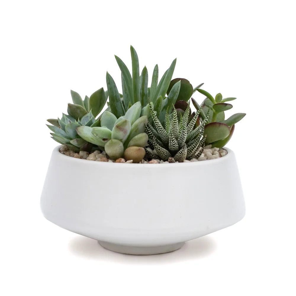 El Camino  Cactus & Tropicals