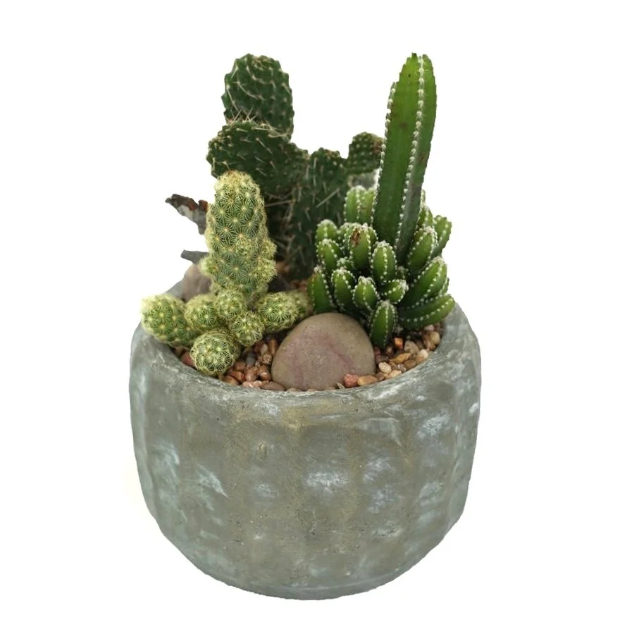 San Antonio  Cactus & Tropicals