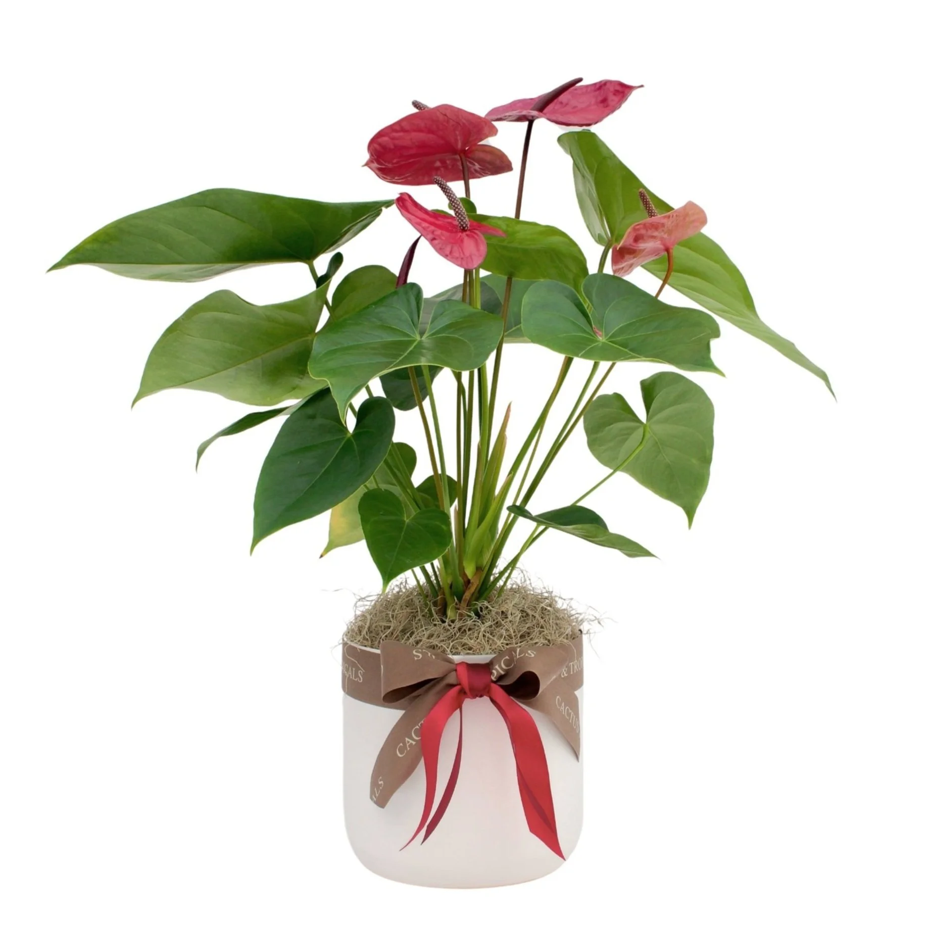 Anthurium