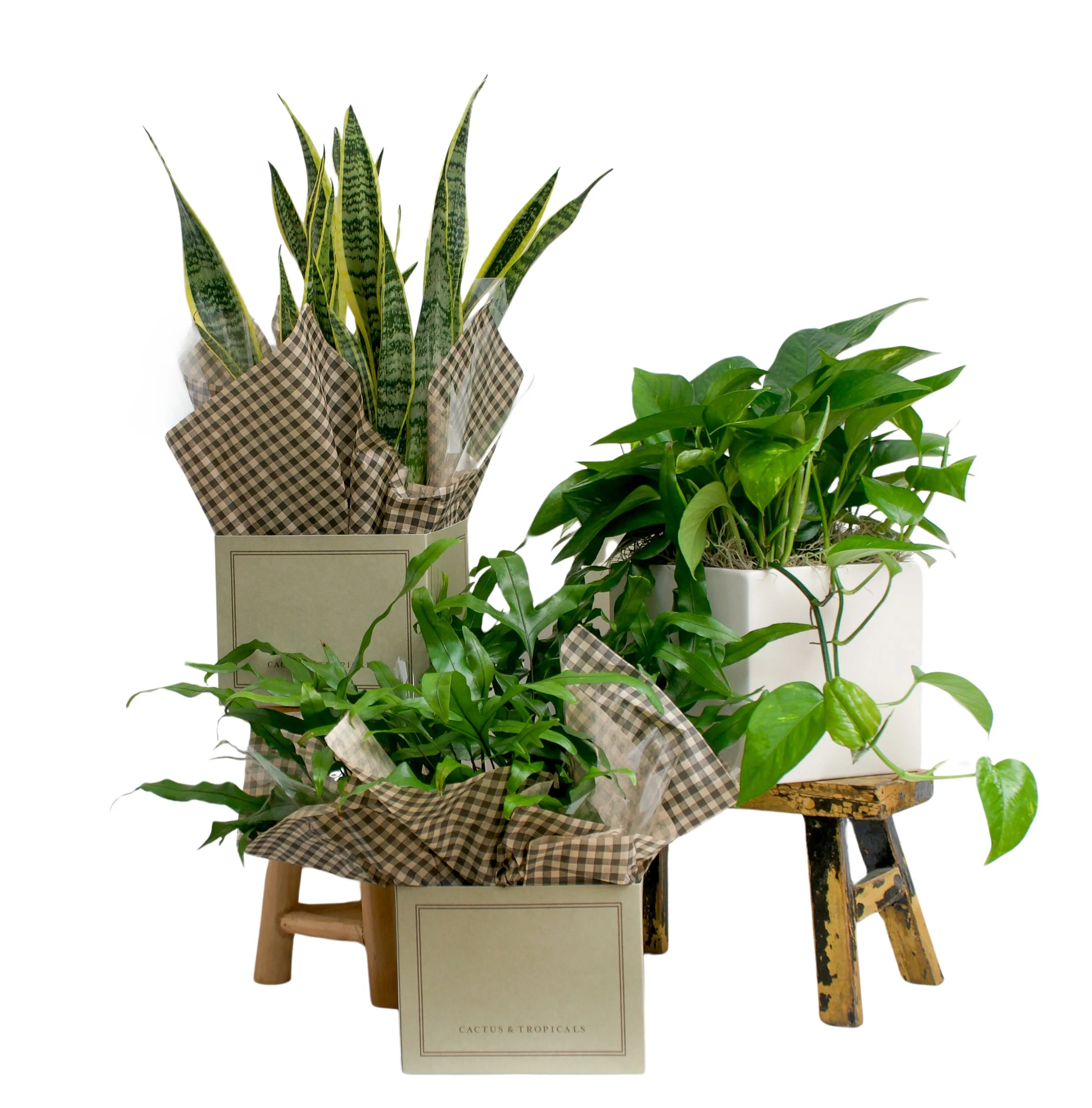 Foliage Plant of the Month