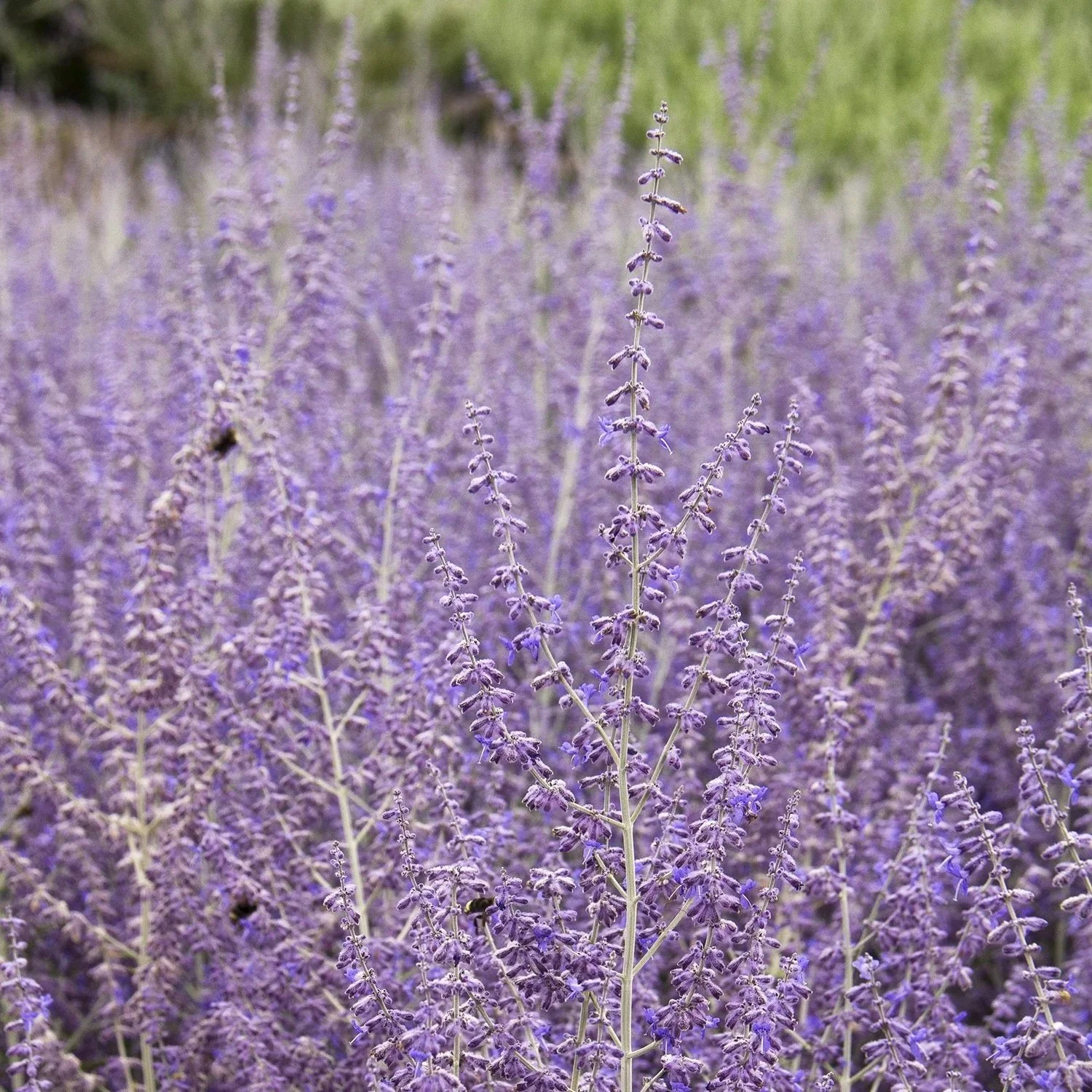 Lavandula_Lavender_2.jpg