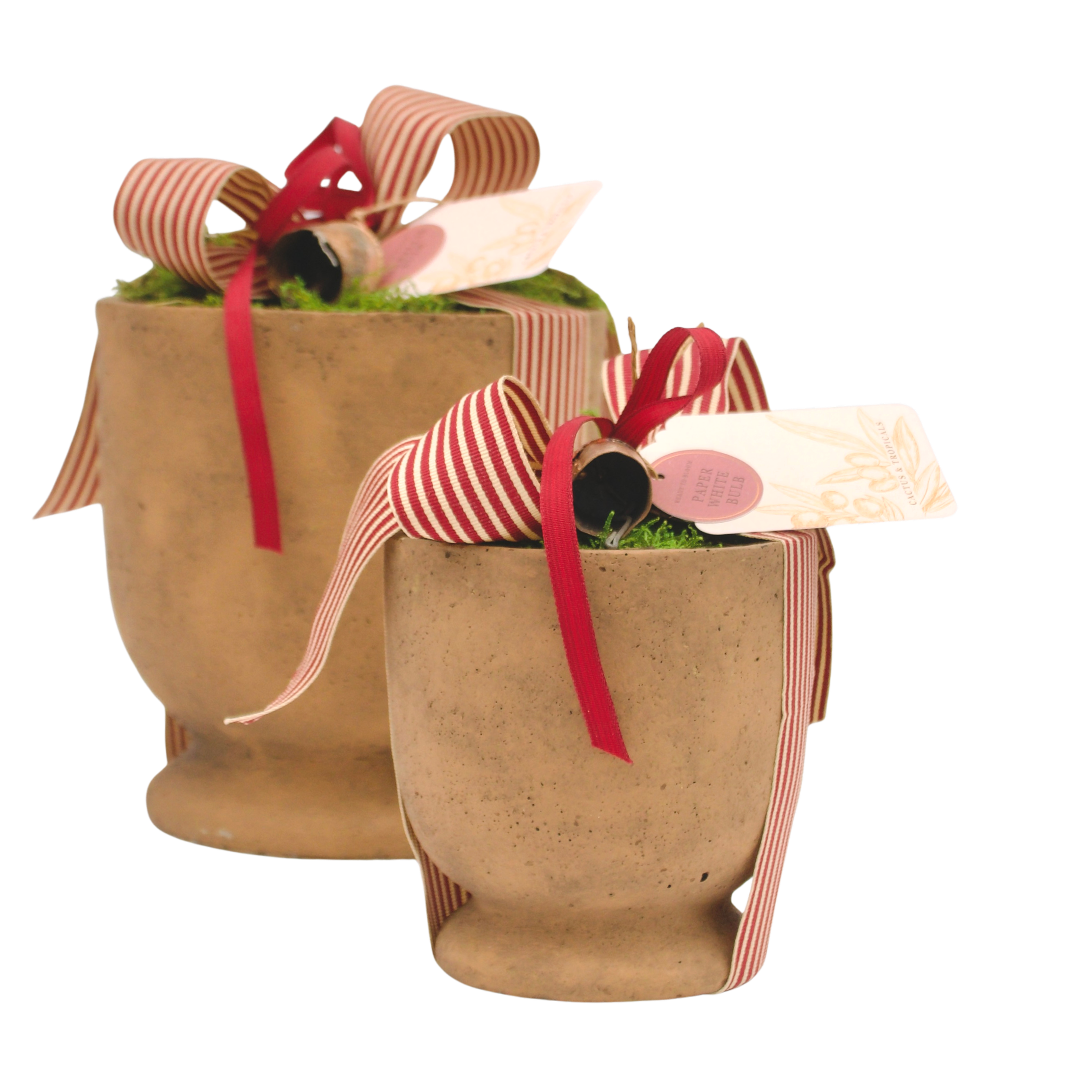 Single Paperwhite Bulb Kit