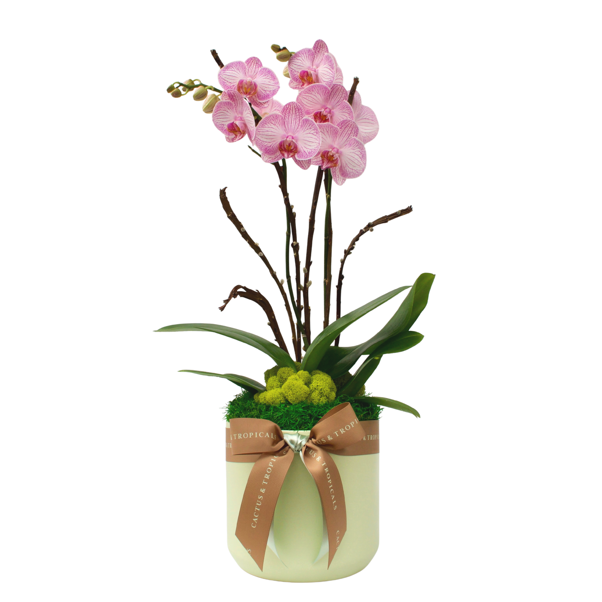 Mother's Day Orchid 2