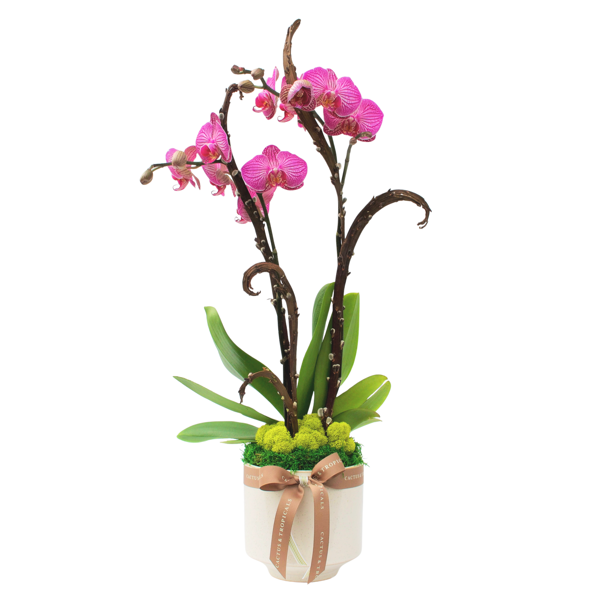 Orchid%252BPink.png