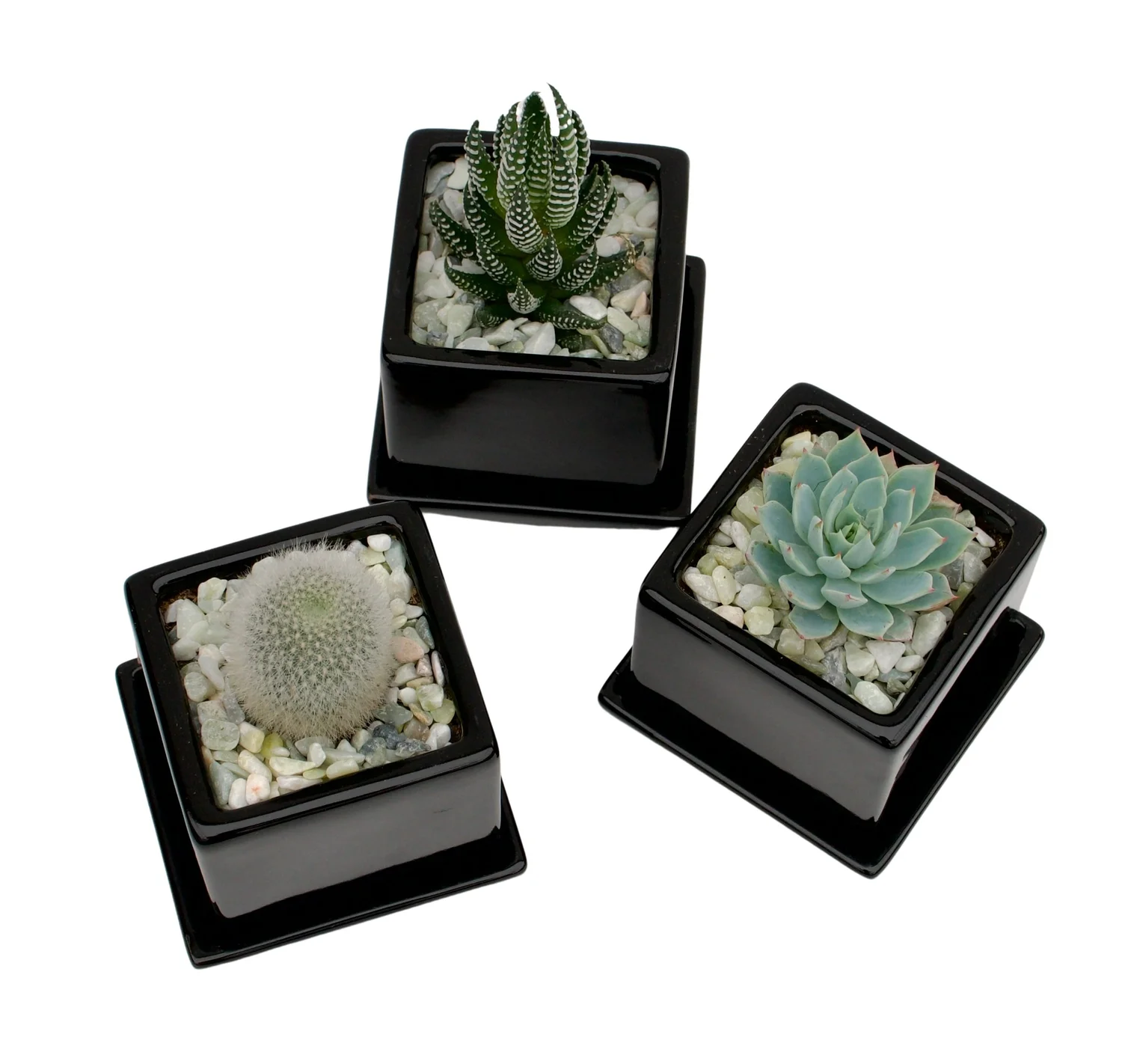 Three Mini Succulents and Cacti  Cactus & Tropicals