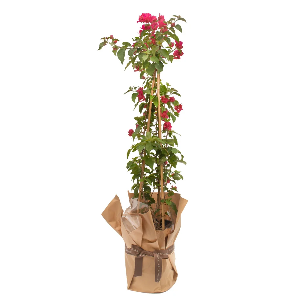 Bougainvillea  Cactus & Tropicals