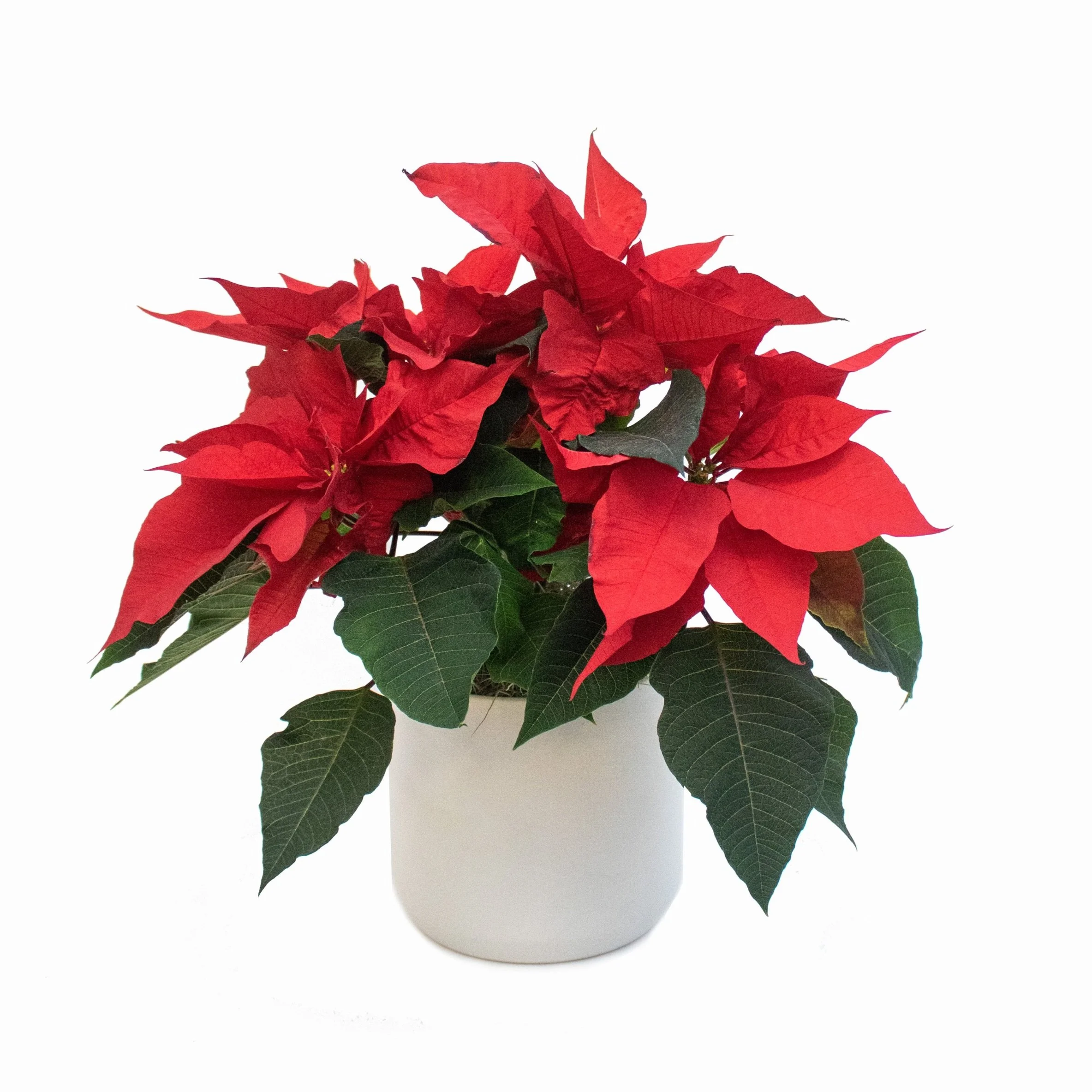 Poinsettia Gift