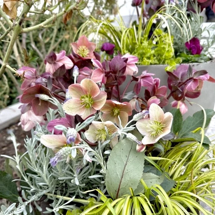 SIGNATURE - FULL SUN