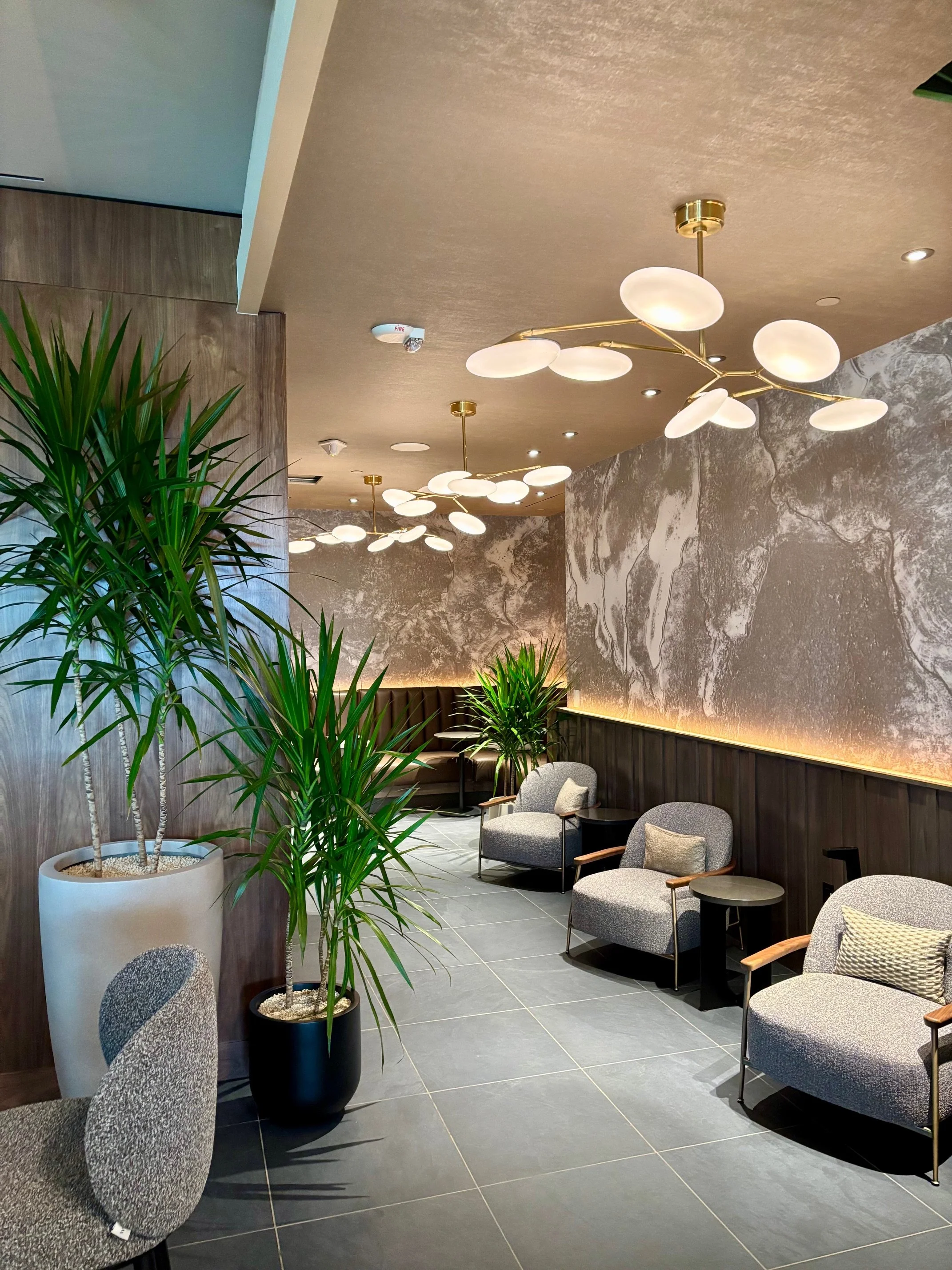 Interior landscaping design featuring Dracaena plants in a low-light office environment creating a modern, professional workspace atmosphere