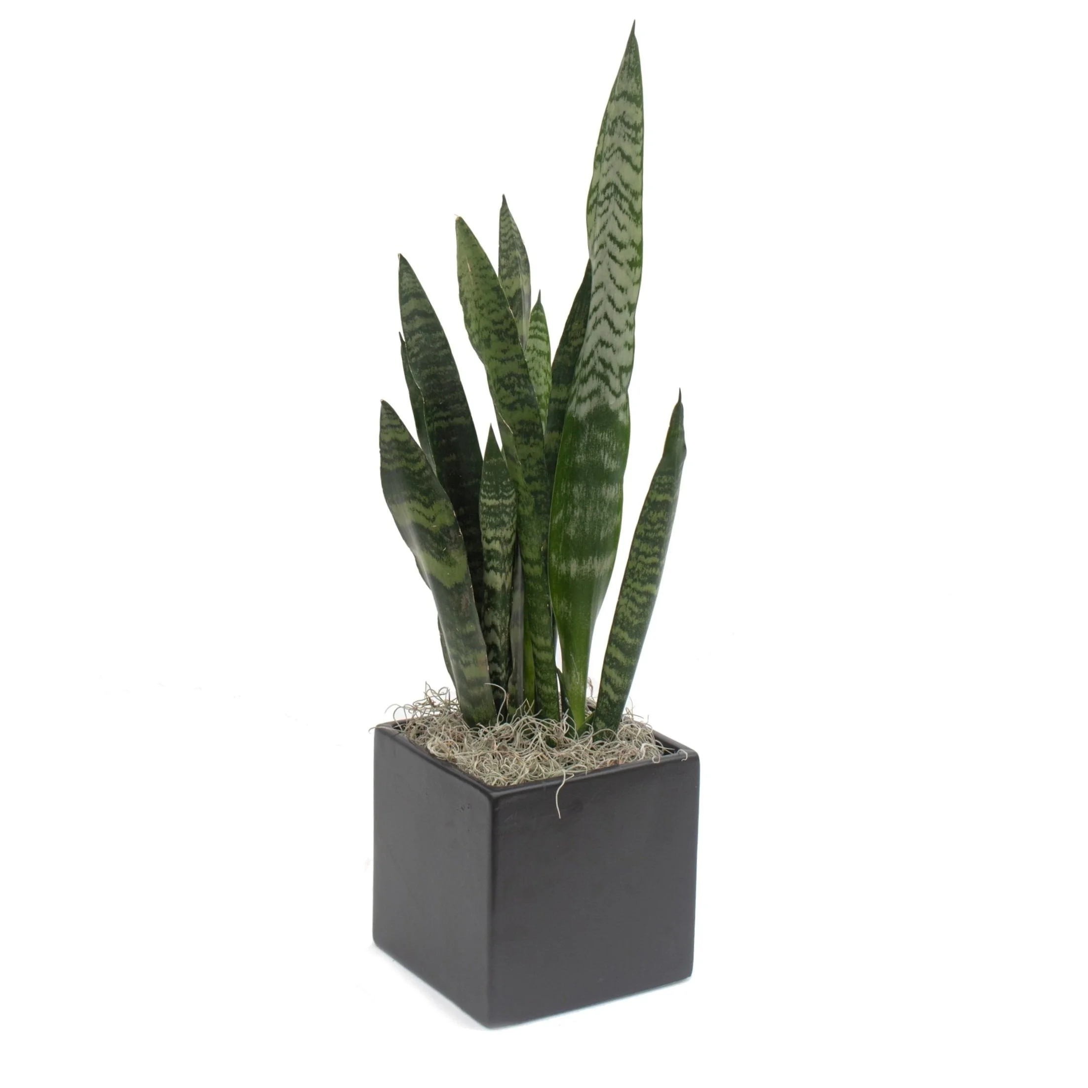 Sanseveria.jpg