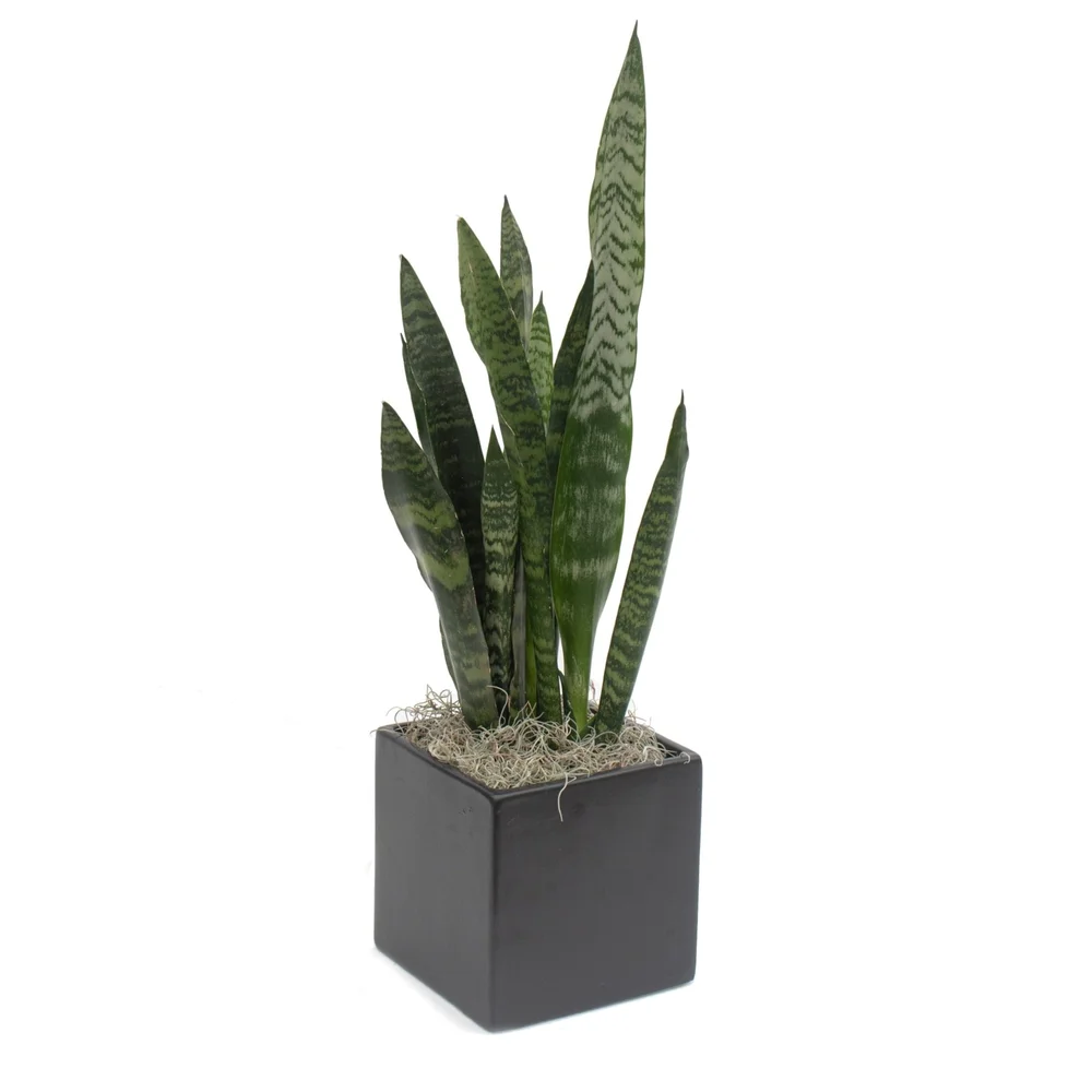 monstera deliciosa ableger kaufen Monstera Variegata Steckling main image 1