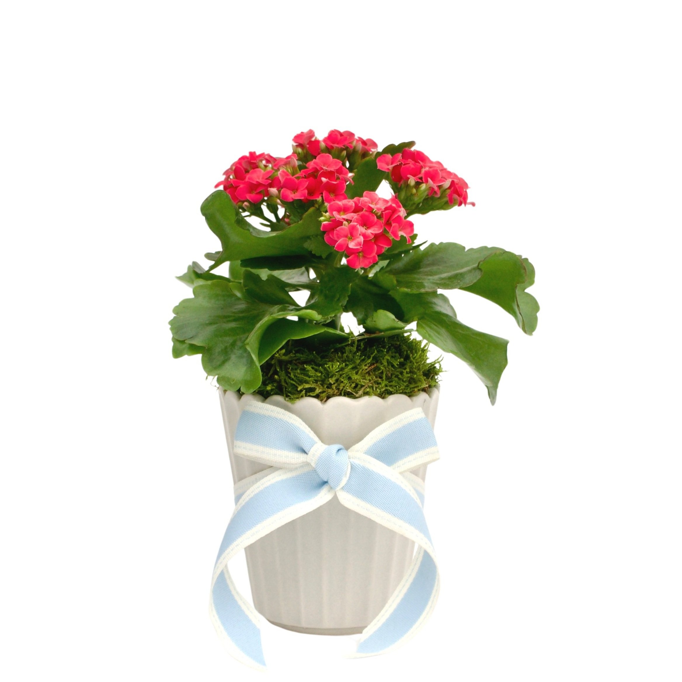 Kalanchoe In Ceramic Planter