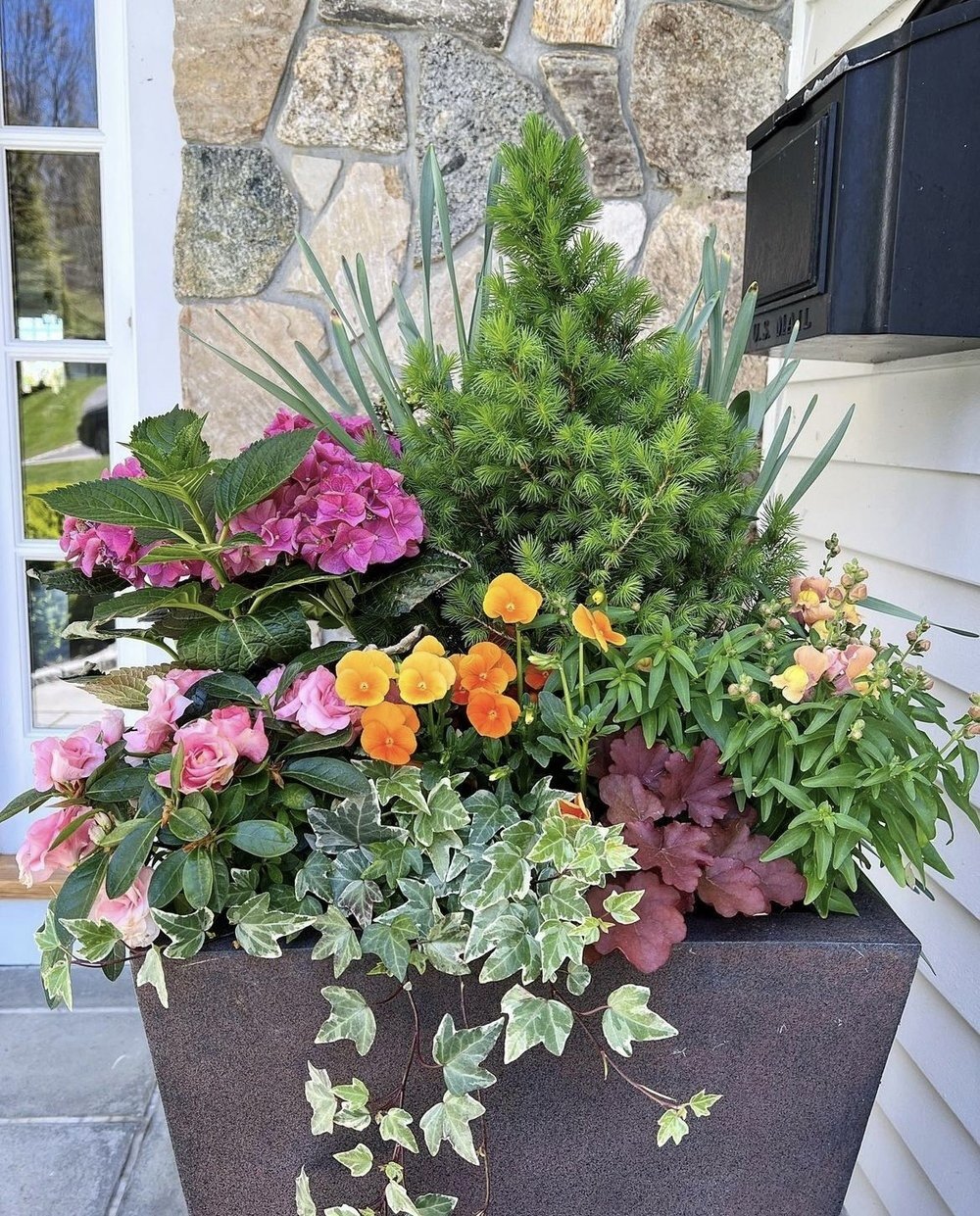 conifer+spring 2.jpeg