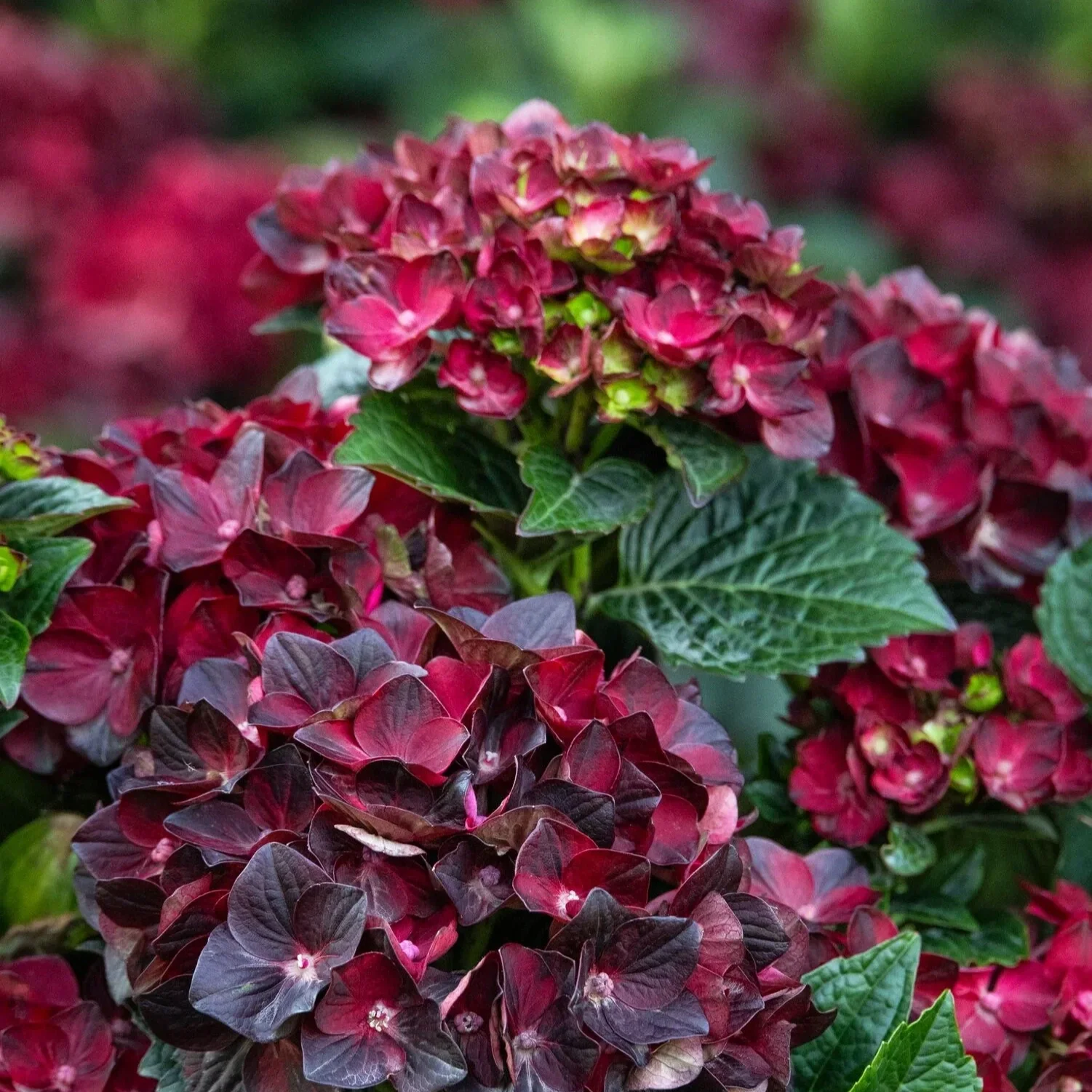 Centennial Ruby Hydrangea