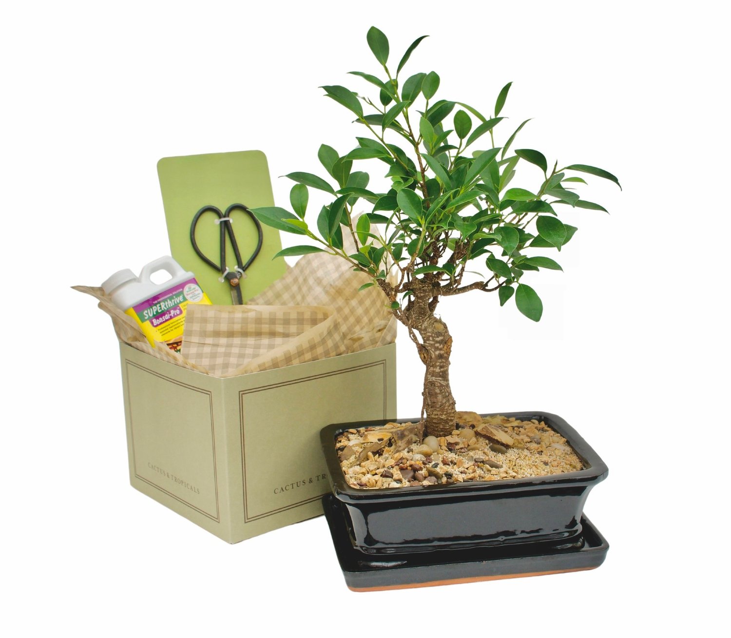 Bonsai Starter Kit  Cactus & Tropicals
