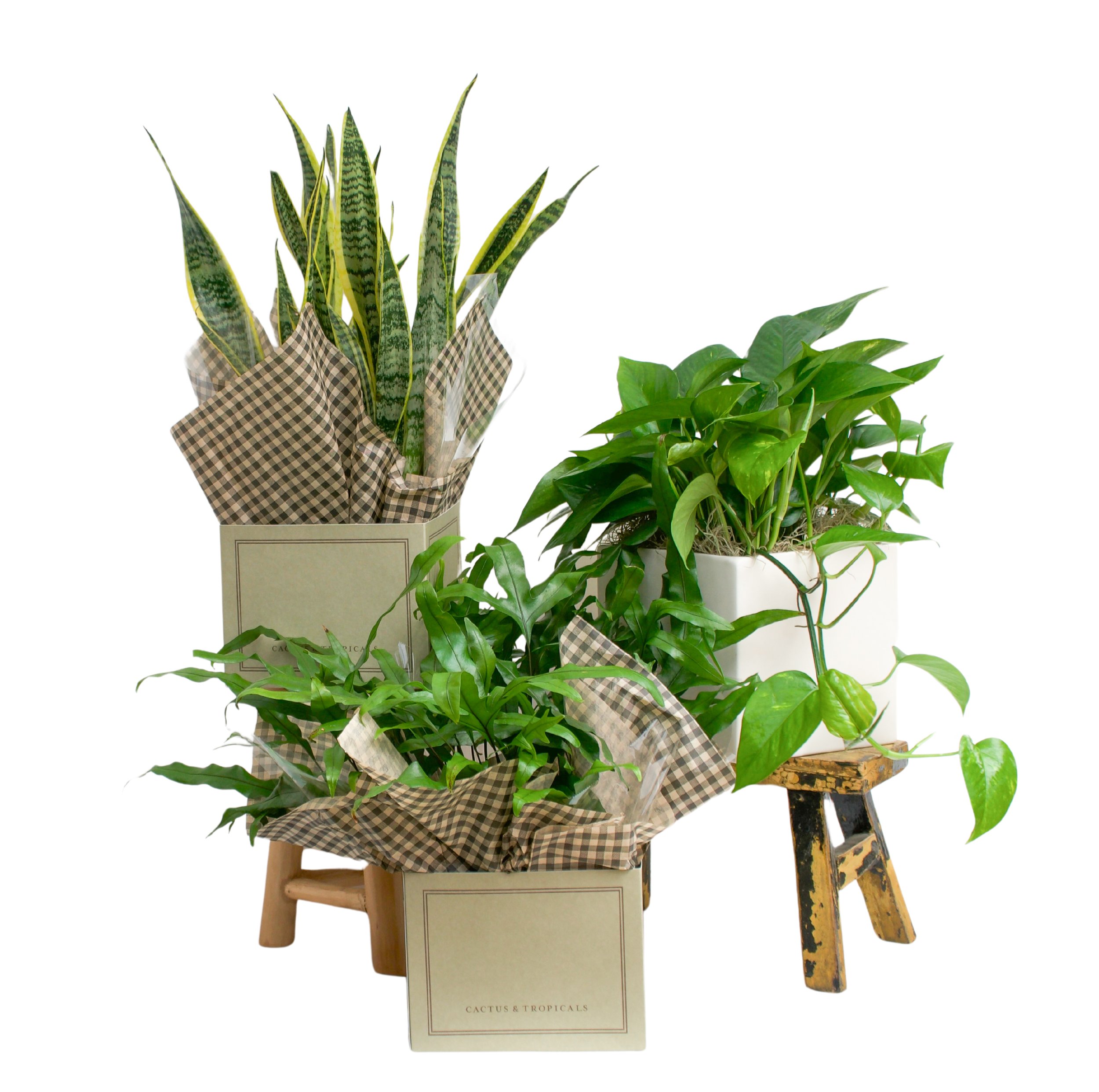Foliage Plant of the Month