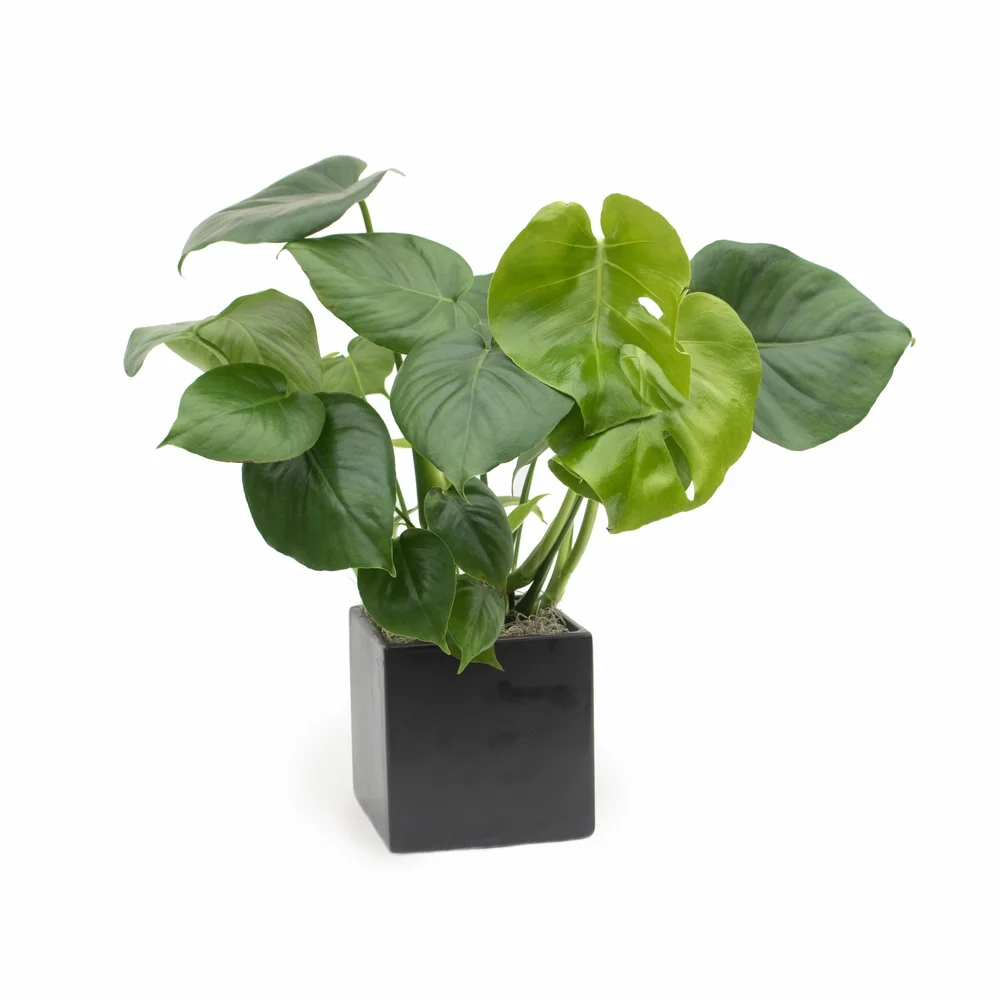 Monstera  Cactus & Tropicals
