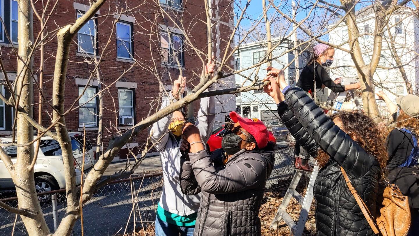 March is upon us, and so are BFFC's first TWO workshop of the season! 🎉🎉

Join us THIS Saturday, March 4th from 10-1pm at the Uphams Corner Food Forest (11A Everett Ave, Dorchester 02125) for Winter Fruit Tree Pruning 101!

The following Saturday, 