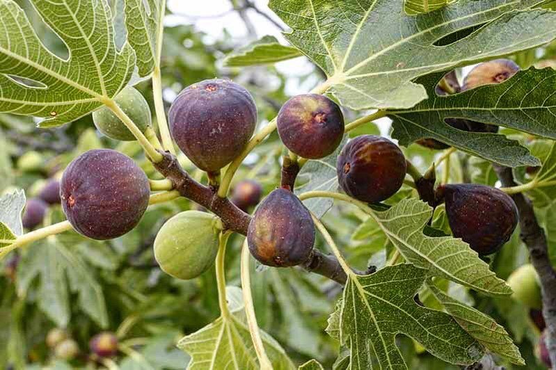 Plant spotlight: Ficus carica 🌿

Common name: fig tree! Most commonly found in the tropics (native to Asia and the Mediterranean) figs can be grown in the New England region if properly cared for in colder months.

In fact, fig trees can be buried u