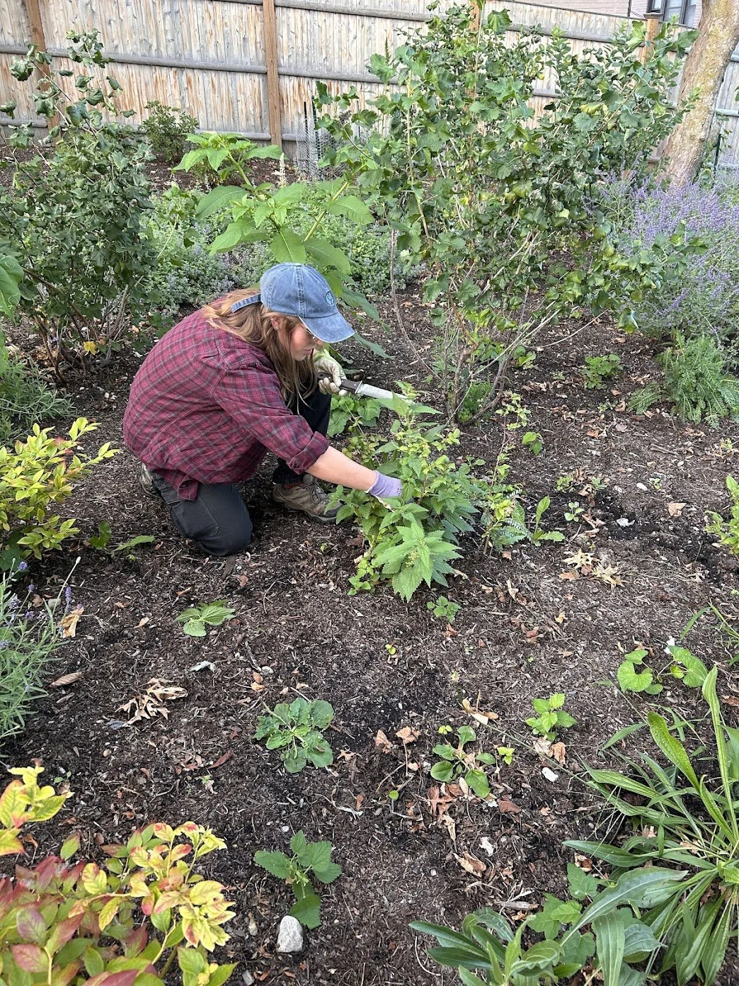 Workshop: Weeding 101 at Maple Street Food Forest