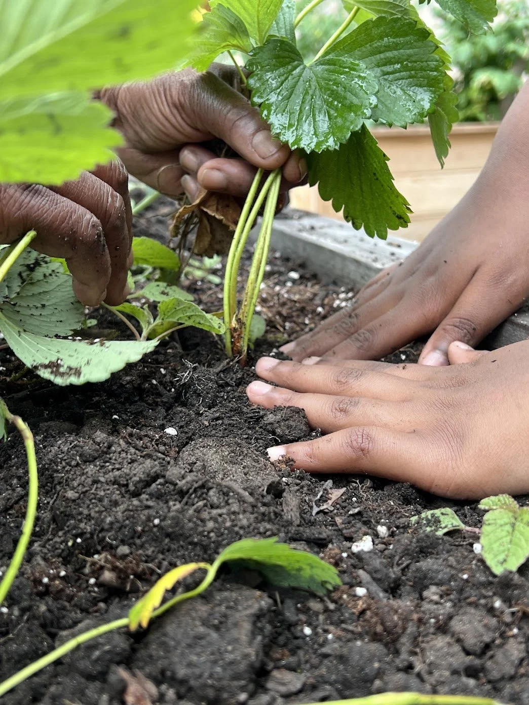 Free Strawberry Plants at Maple Street Food Forest