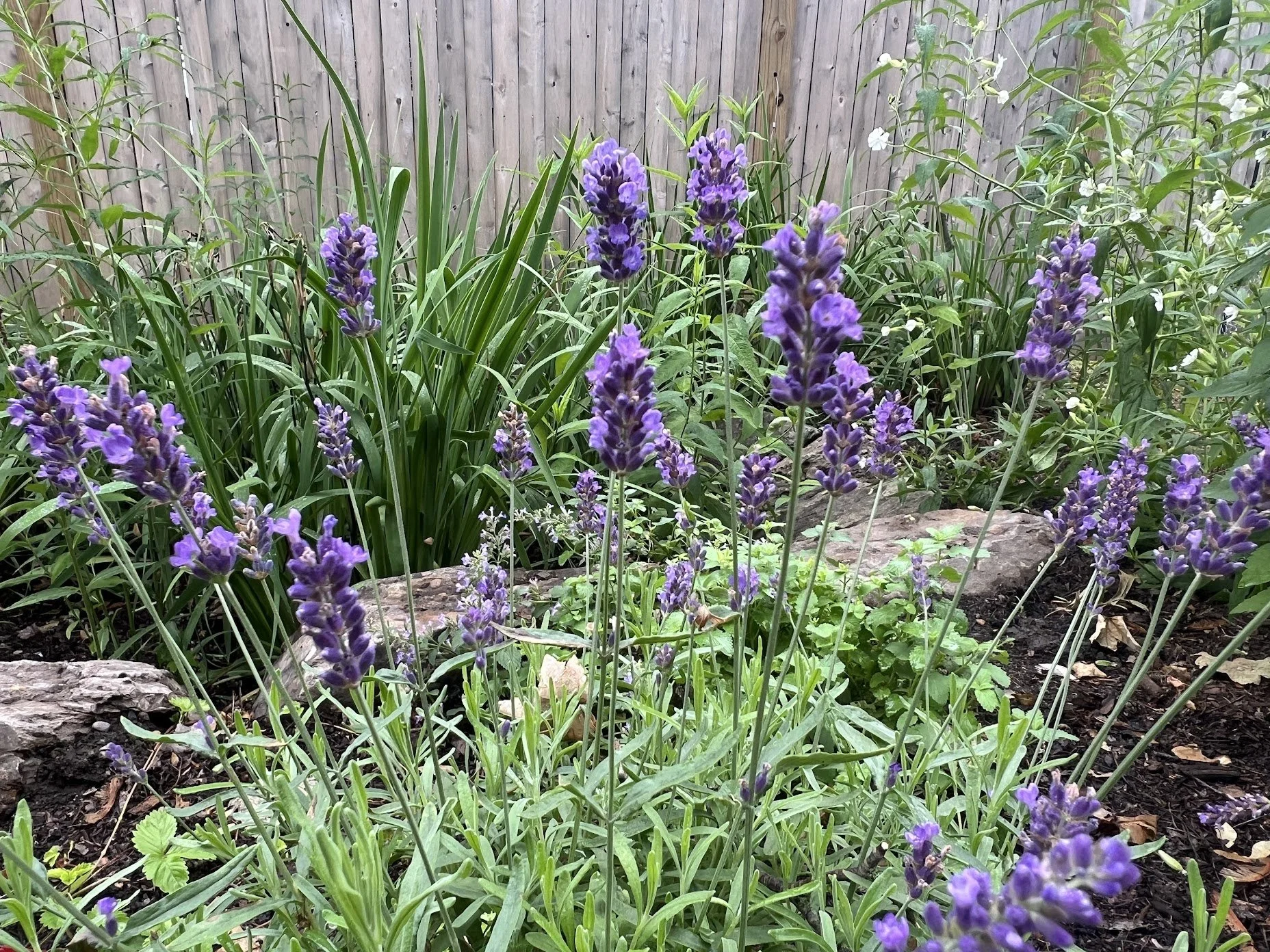 Workshop: Pollinator Garden Planning at Old West Church