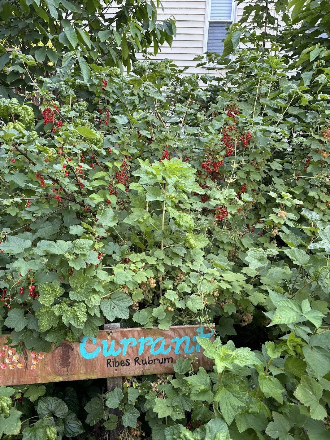 Currant Party and Basket Distribution
