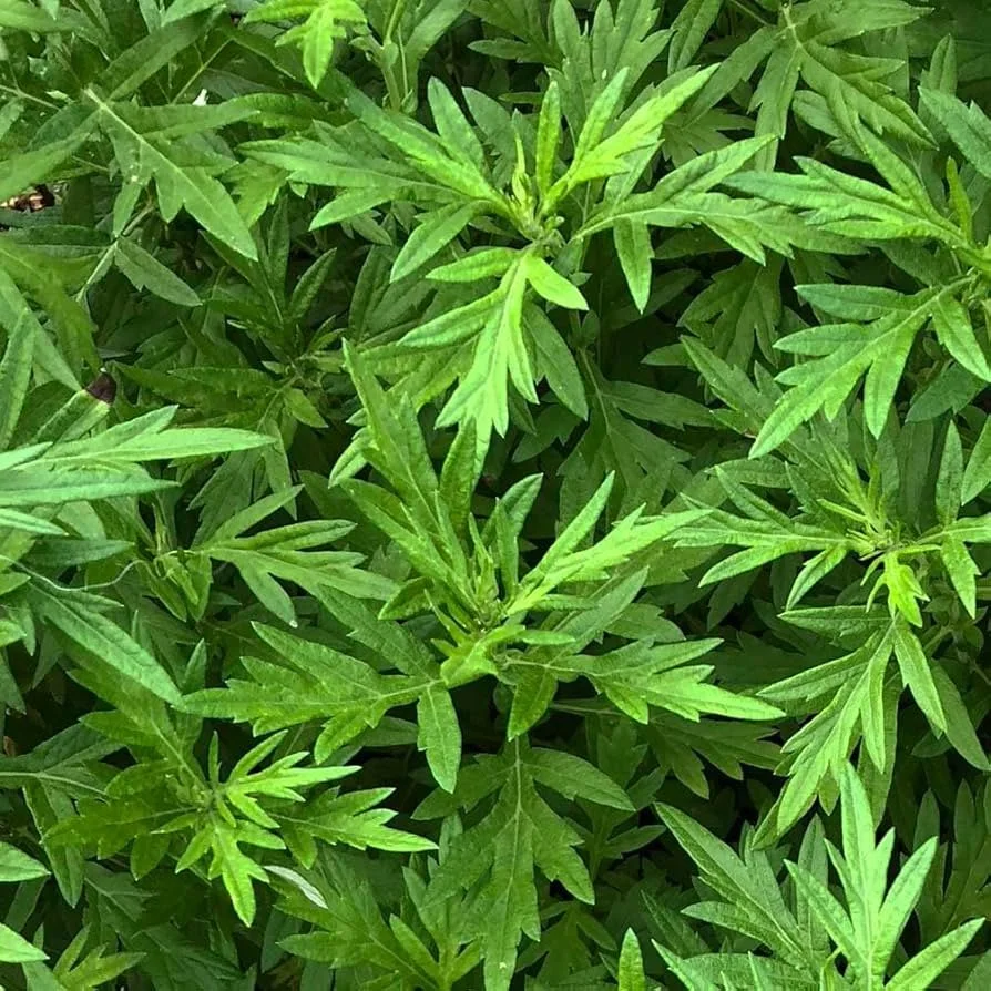 Mugwort Magic &amp; Chemistry Workshop