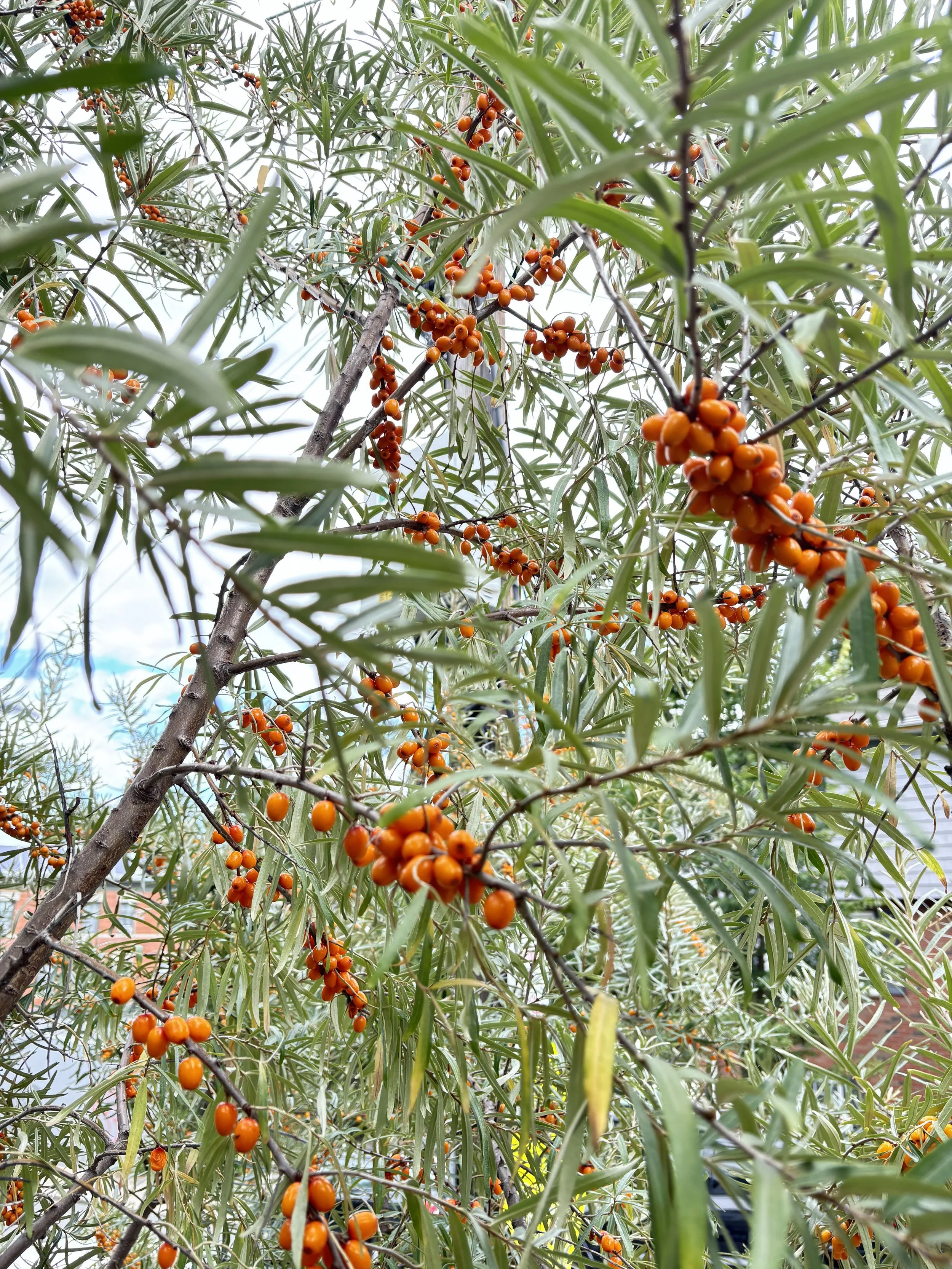 HARVEST PARTY: Seaberries at Upham’s Corner