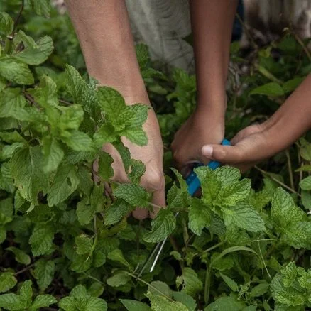 Mint Plant Variety Workshop