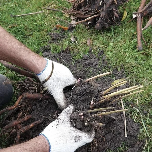 Transplanting Perennials Activity