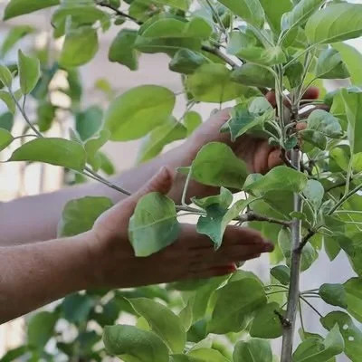 Workshop: Fruit Tree Care