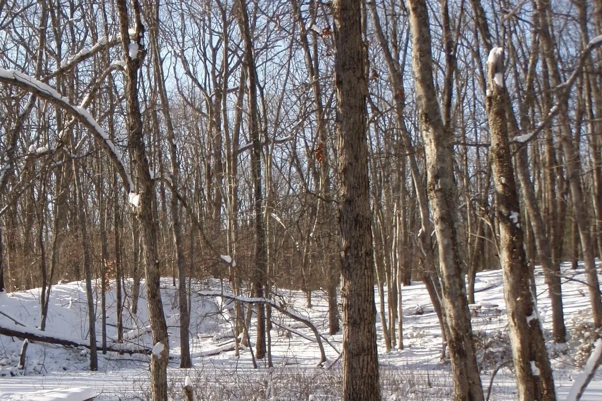 WORKSHOP: Winter Tree Identification