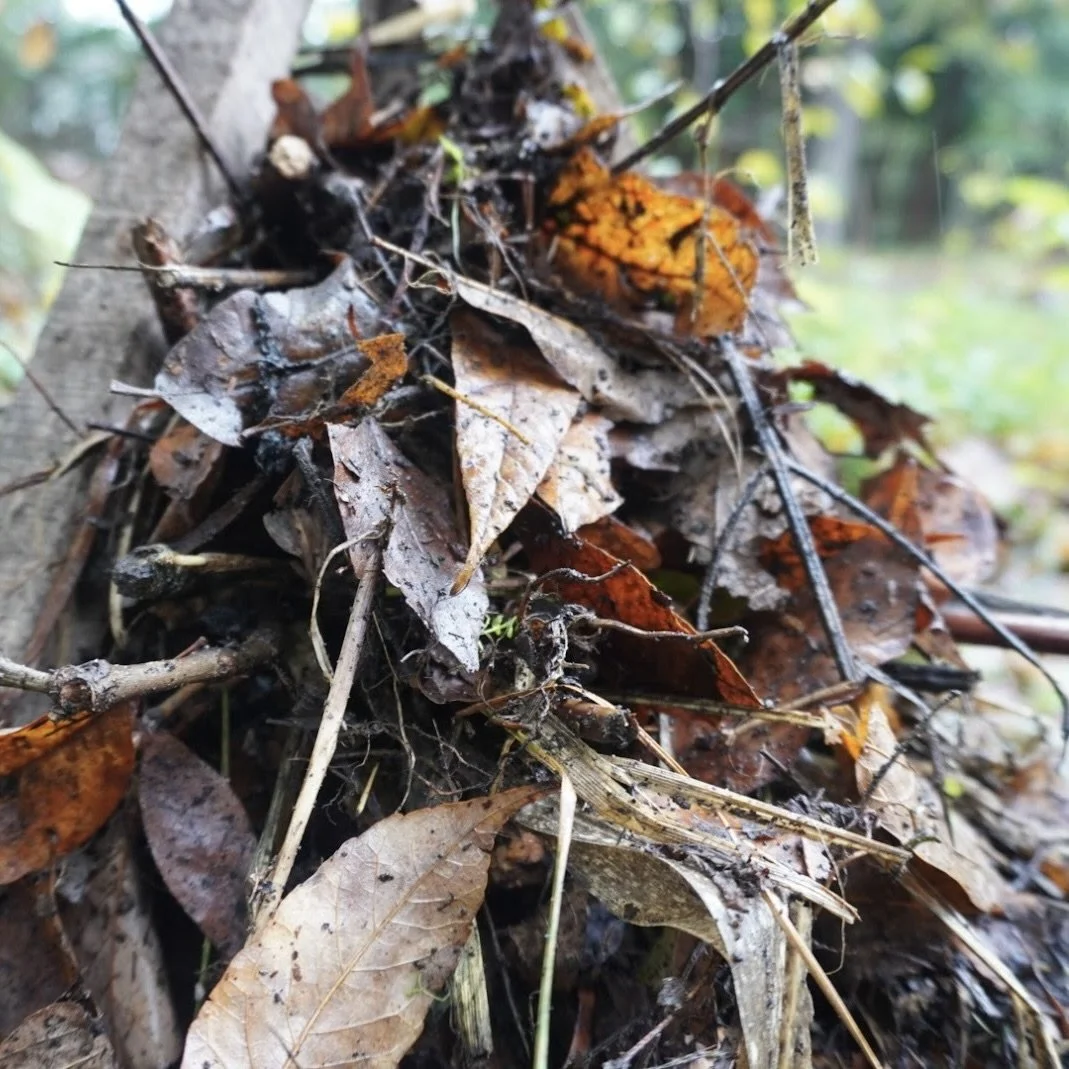 WORKSHOP: Winterizing the Food Forest