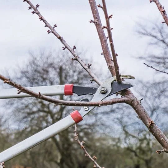 Winter Pruning Workshop at the Upham’s Corner Food Forest