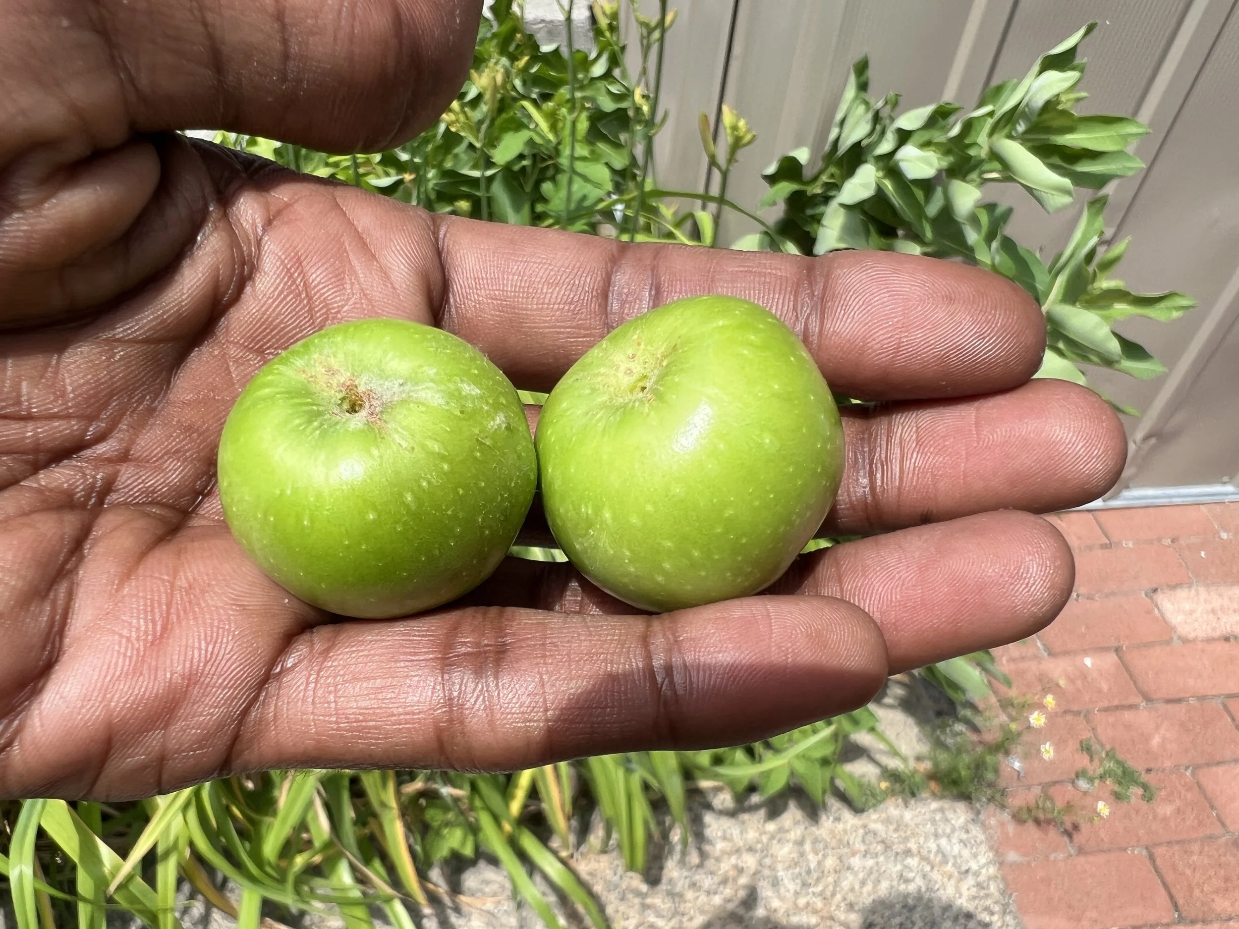 pears in tyes hand.JPG