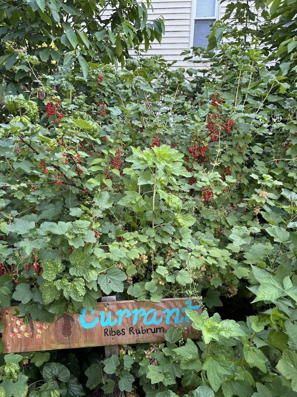 Ellington Food Forest Red Berry Festival