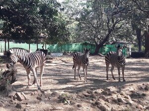 The Yangon Zoo