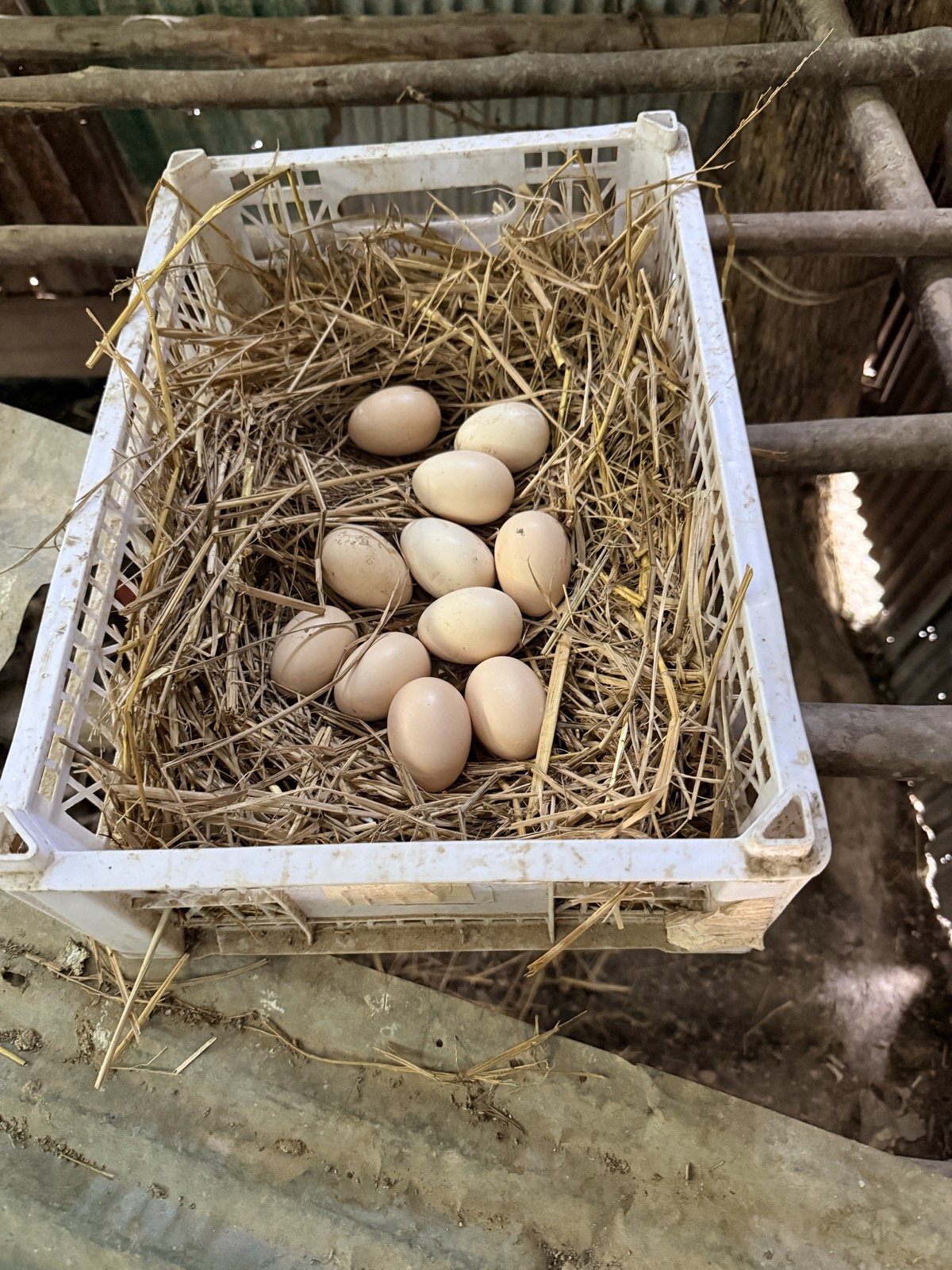 From Two Chickens to a Growing Future