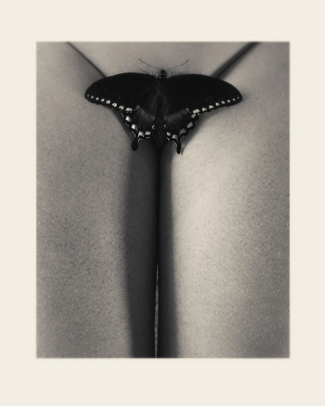 *butterflyMG_4954 copy 2.jpg