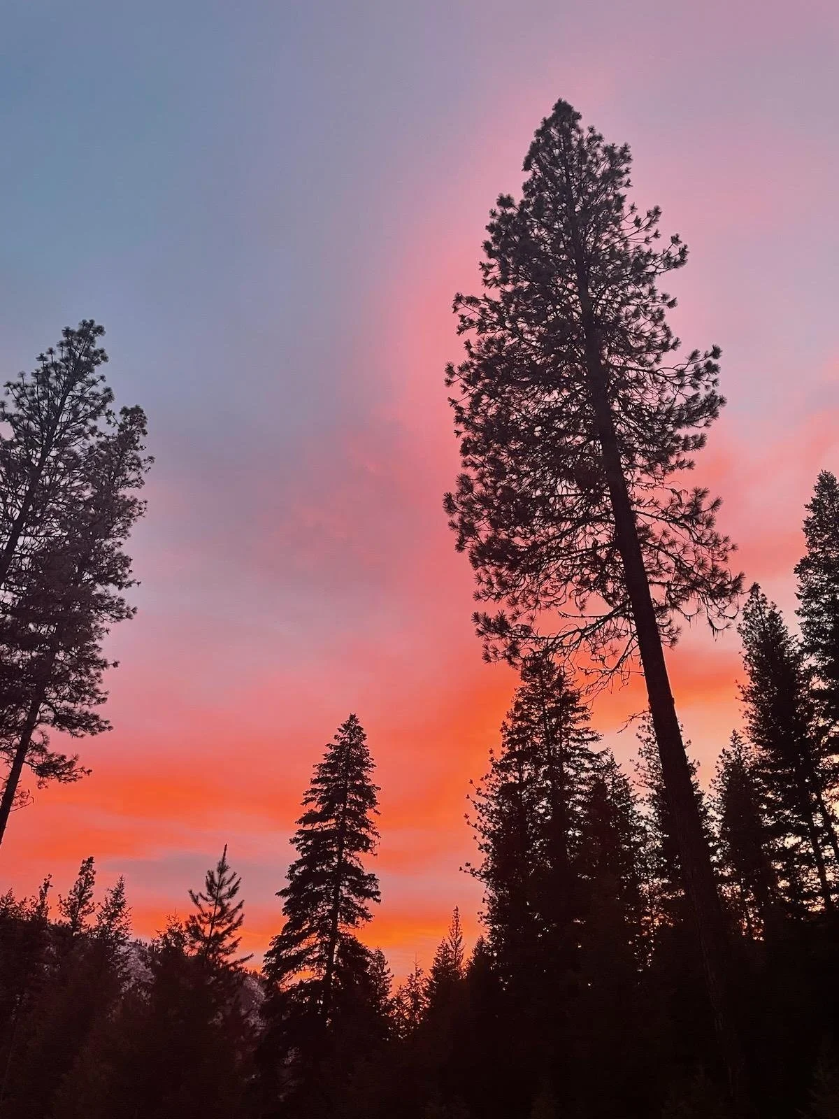 Life in the January Woods