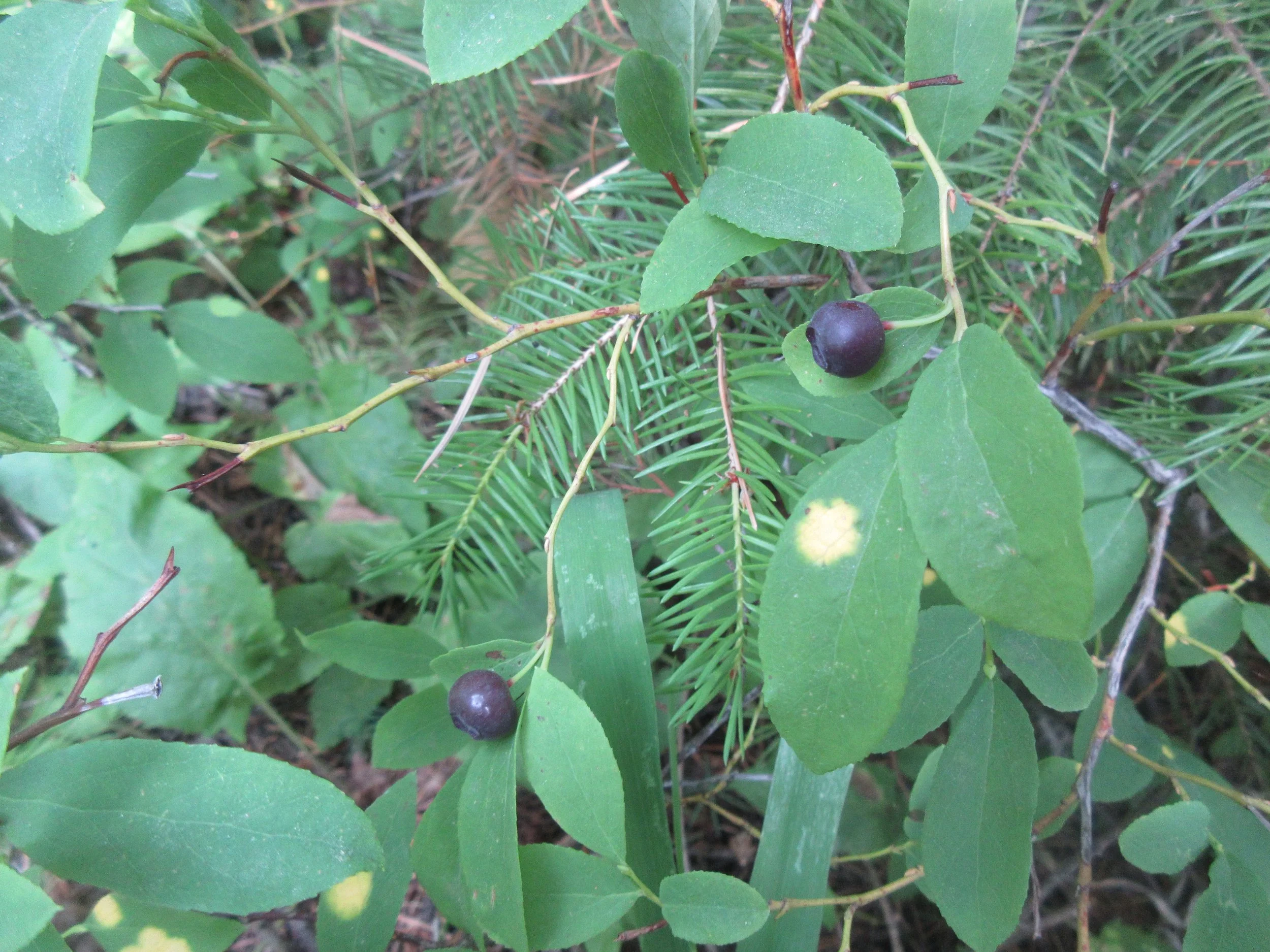 Huckleberries