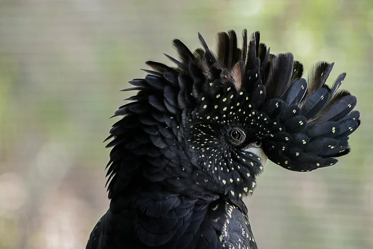 Black Cockatoo Donation