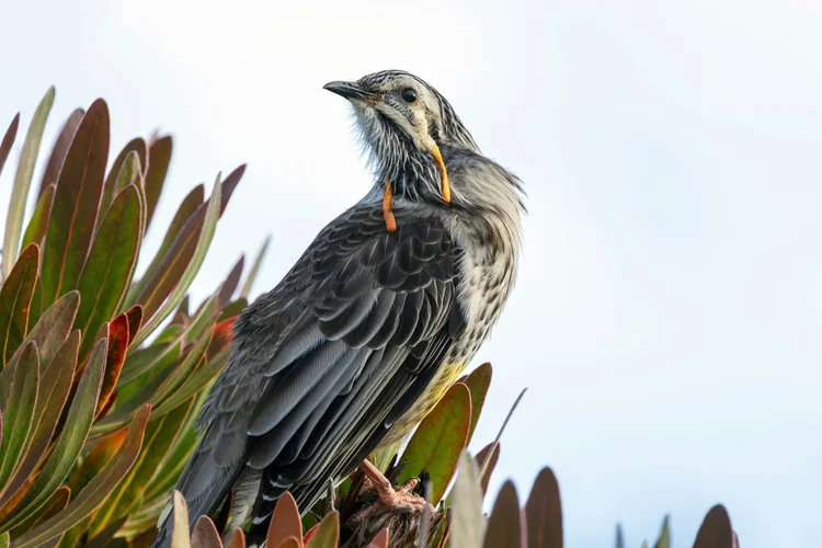 Wattlebird Donation