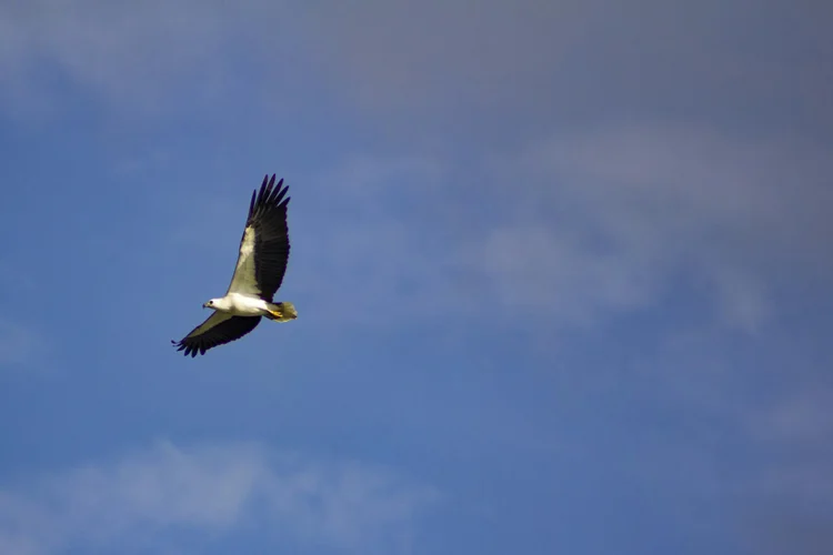 White Bellied Sea Eagle Donation