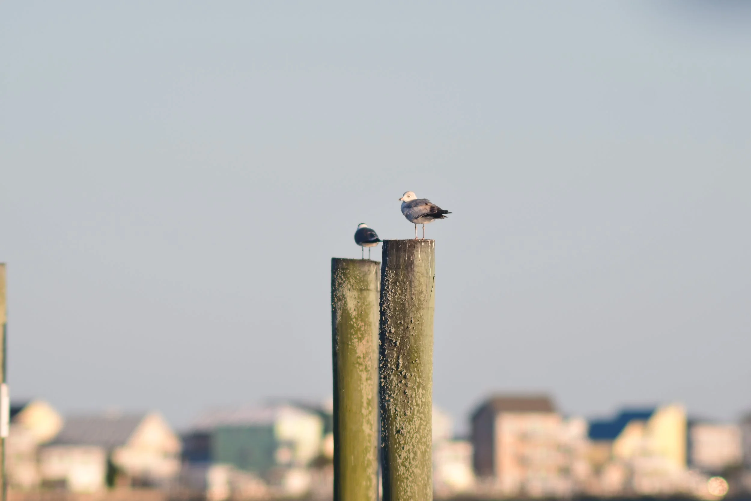 DSC_3469.JPG
