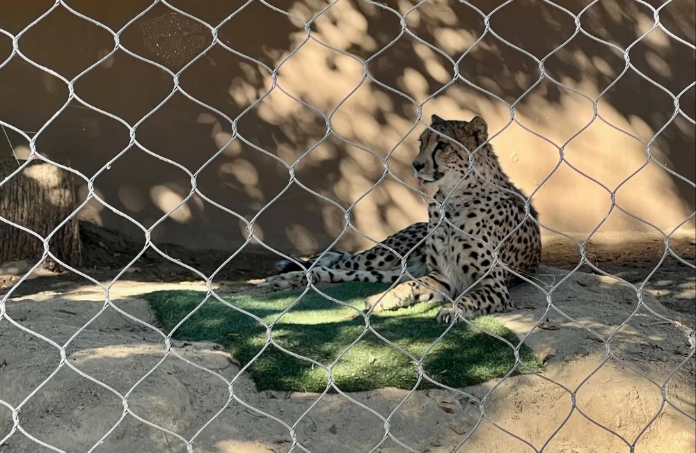 IMG_1649.jpeg