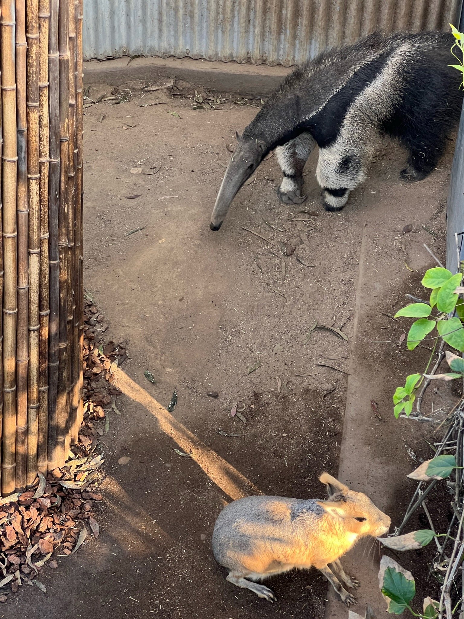 IMG_1946.jpeg
