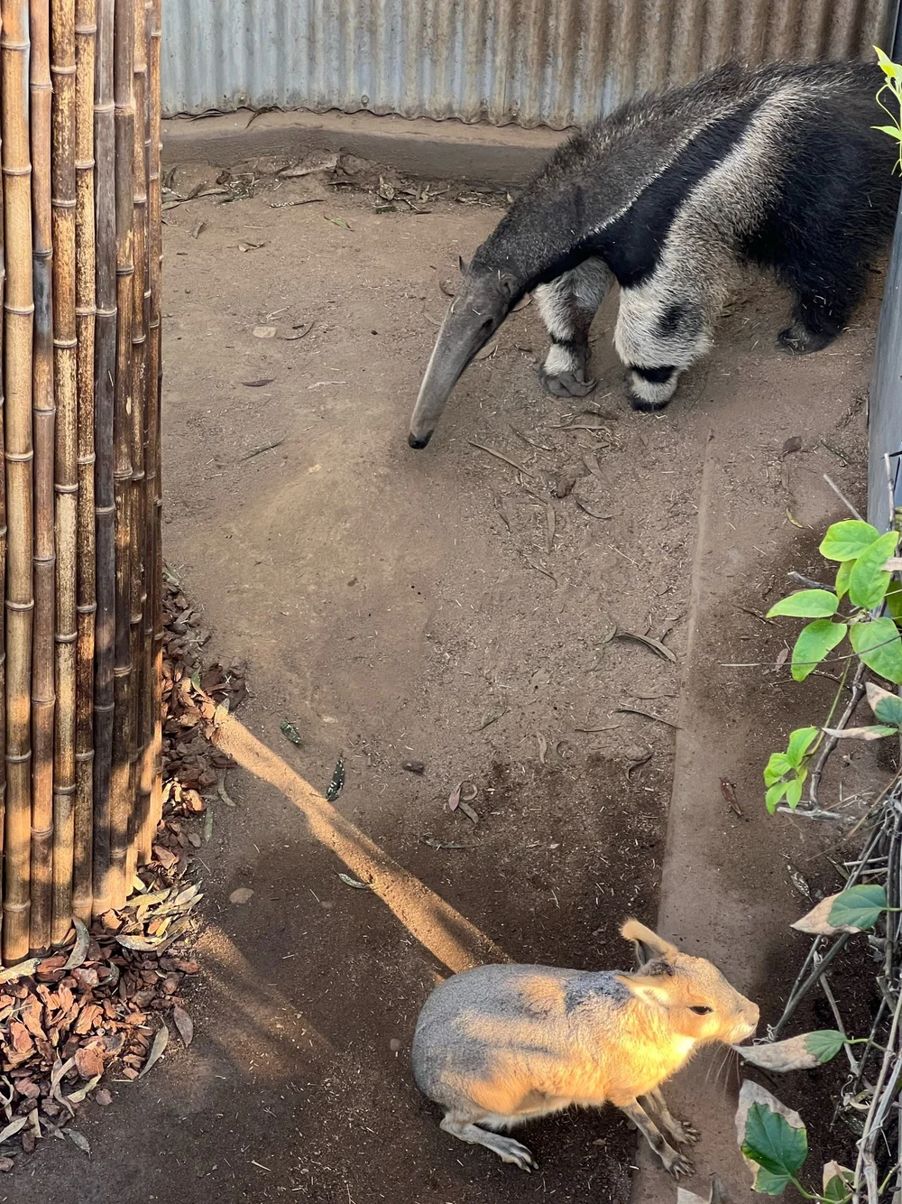 IMG_1946.jpeg